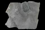 Elrathia Trilobite Fossil - Utah #139615-1